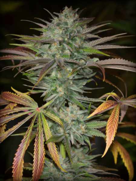 Watermelon Jam Autoflower Seeds (21% THC) ?? – Produktabbildung des Herstellers