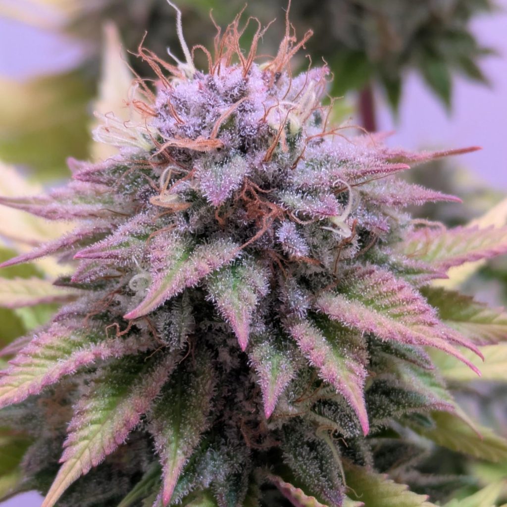 Watermelon Zkittlez Samen Feminisiert – Produktabbildung des Herstellers