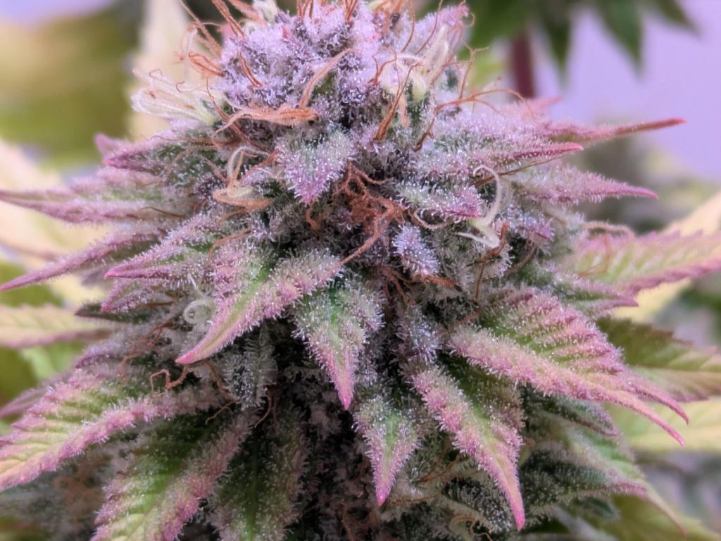 Watermelon Zkittlez Samen Feminisiert – Produktabbildung des Herstellers