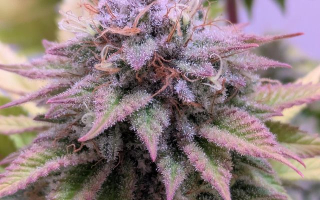 Watermelon Zkittlez Samen Feminisiert – Produktabbildung des Herstellers