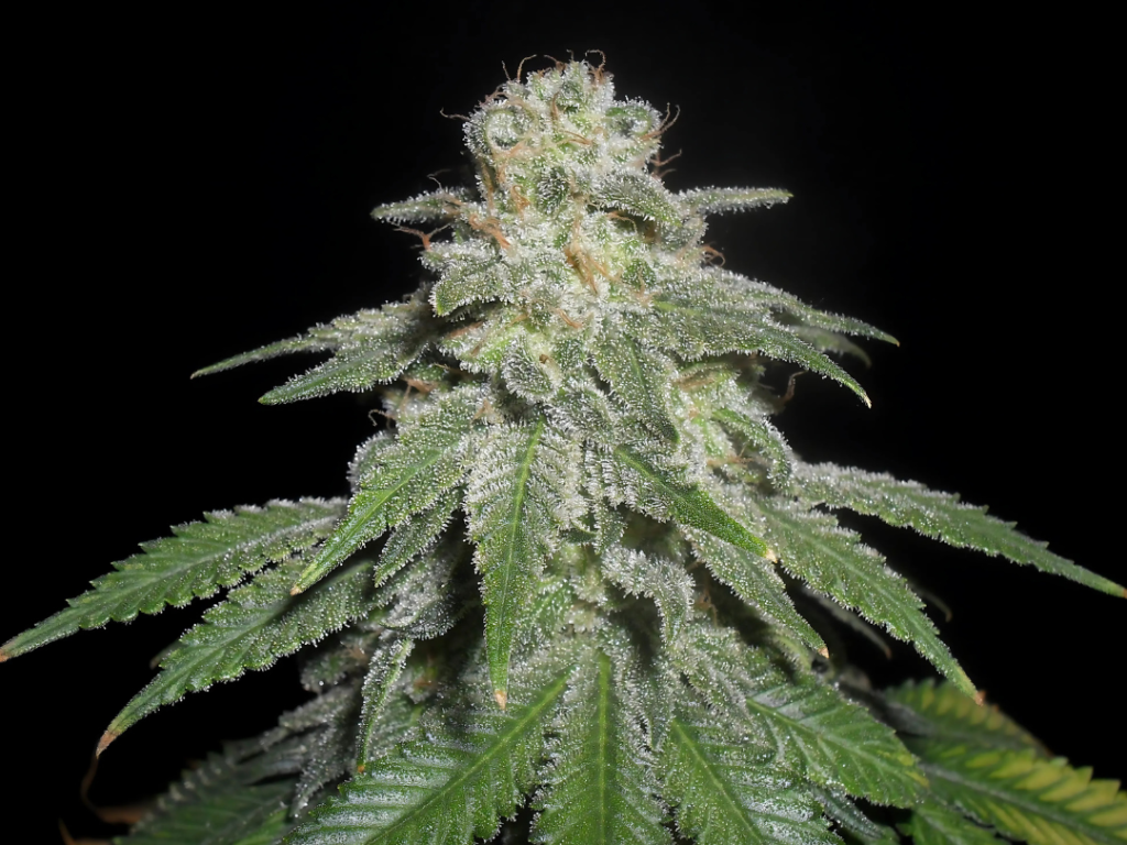 White Widow Samen Feminisiert – Produktabbildung des Herstellers