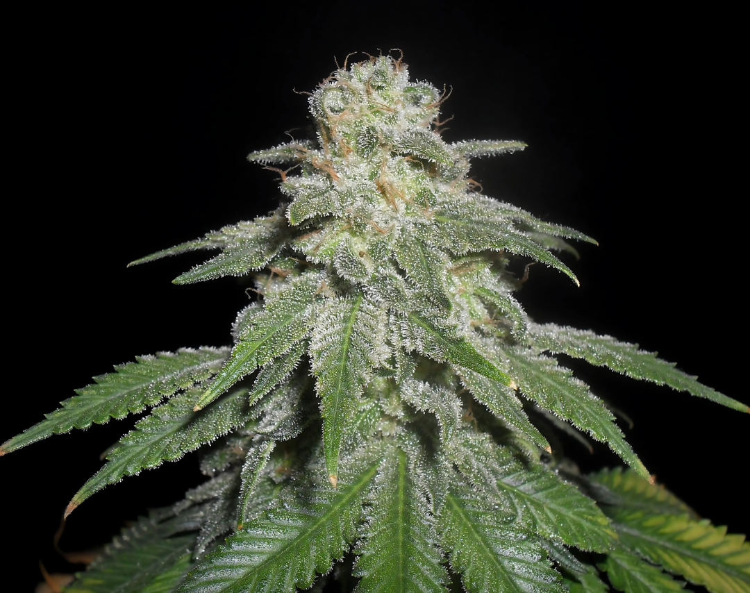 White Widow Samen Feminisiert – Produktabbildung des Herstellers