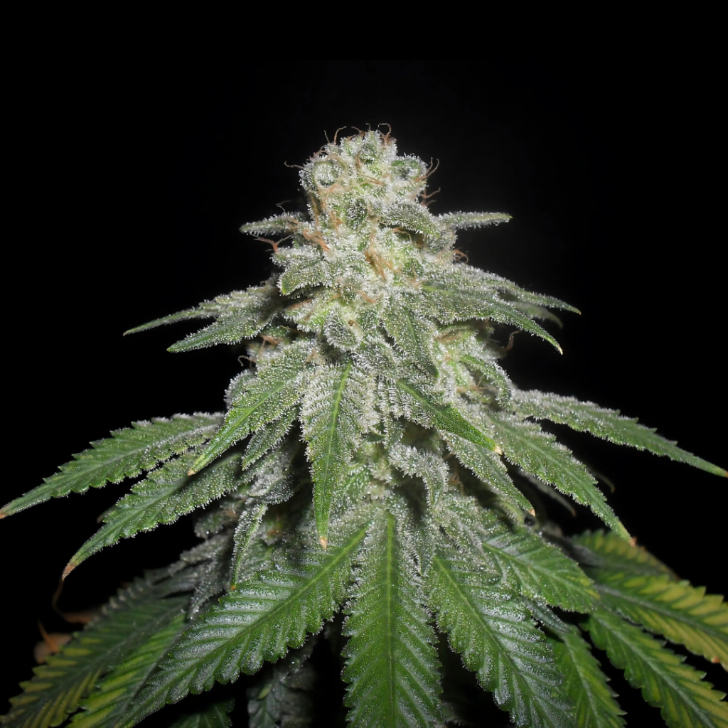 White Widow Samen Feminisiert - 5 Samen – Produktabbildung des Herstellers