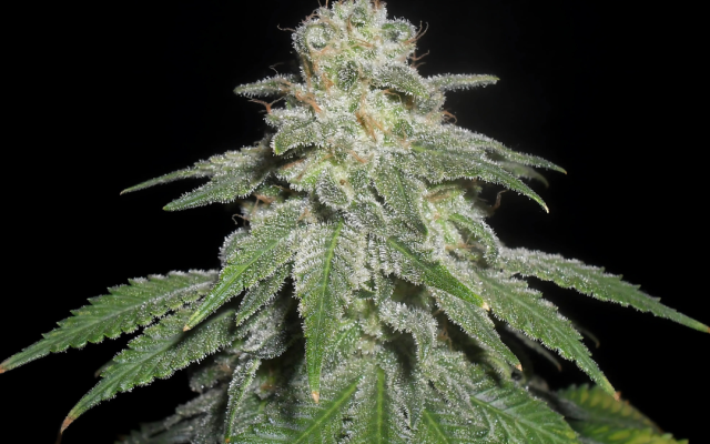 White Widow Samen Feminisiert – Produktabbildung des Herstellers