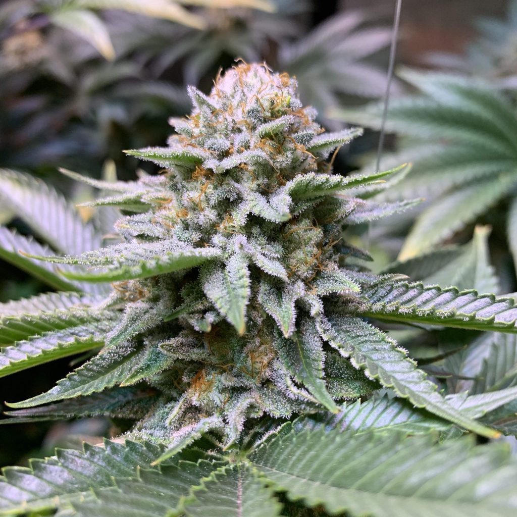 White Fire OG Samen Automatik – Produktabbildung des Herstellers