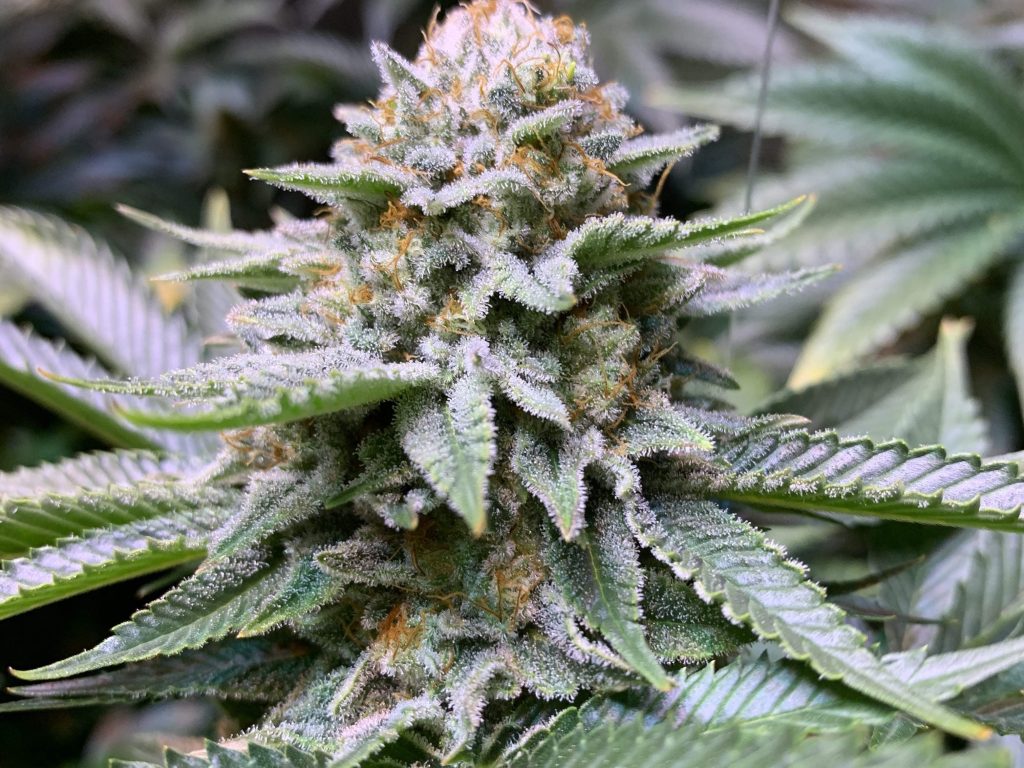 White Fire OG Samen Automatik – Produktabbildung des Herstellers