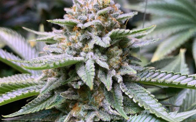 White Fire OG Samen Automatik – Produktabbildung des Herstellers