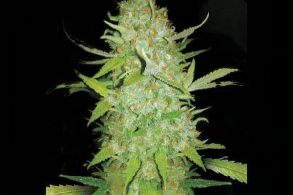 Ak-47 Autoflower Seeds (21% THC) ?? – Produktabbildung des Herstellers