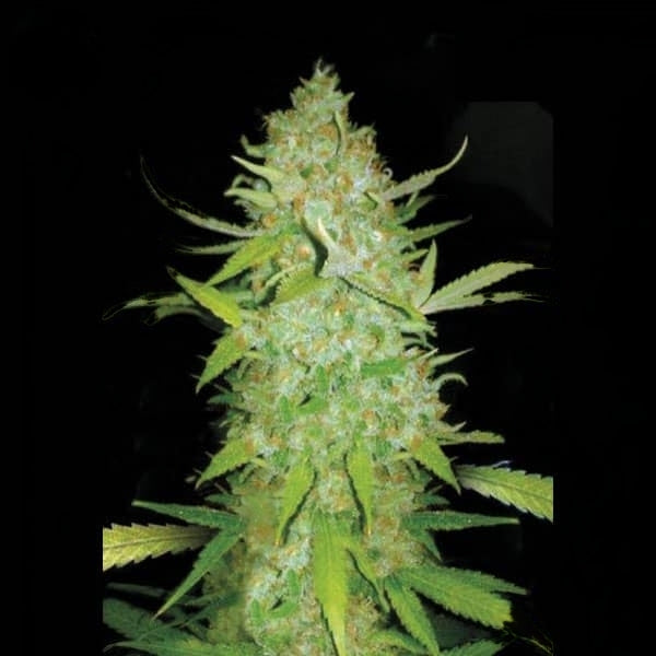 Ak-47 Autoflower Seeds (21% THC) ?? – Produktabbildung des Herstellers
