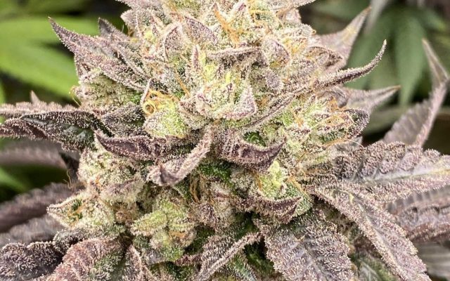 Girl Scout Cookies Steckling – Produktabbildung des Herstellers