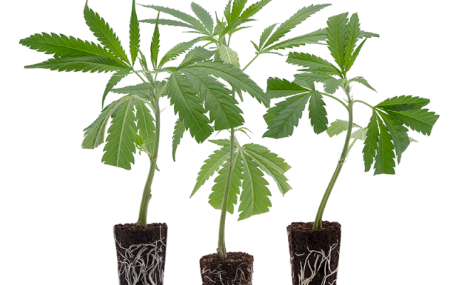 Bestseller Stecklinge 3er-Set – Produktabbildung des Herstellers