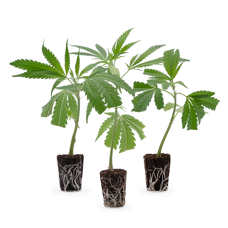 Bestseller Stecklinge 3er-Set – Produktabbildung des Herstellers