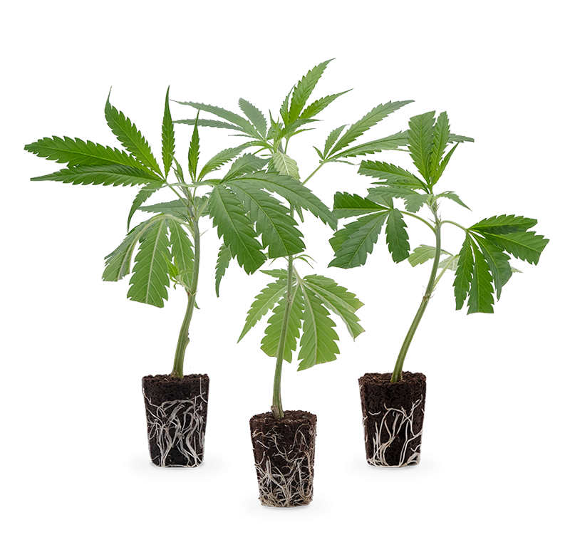 Bestseller Stecklinge 3er-Set – Produktabbildung des Herstellers