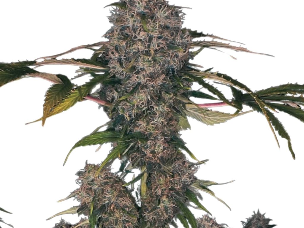 Black Domina XXL Autoflower (19% THC) – Produktabbildung des Herstellers