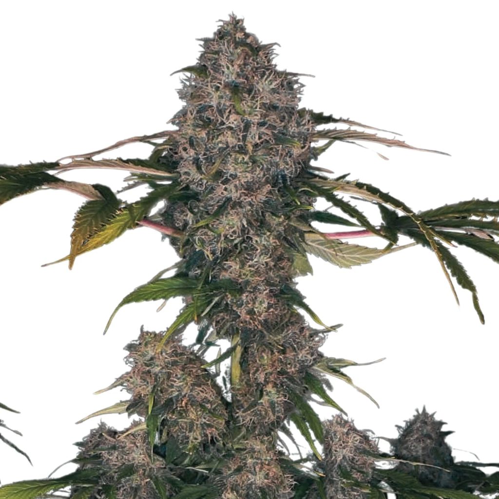 Black Domina XXL Autoflower (19% THC) ?? – Produktabbildung des Herstellers