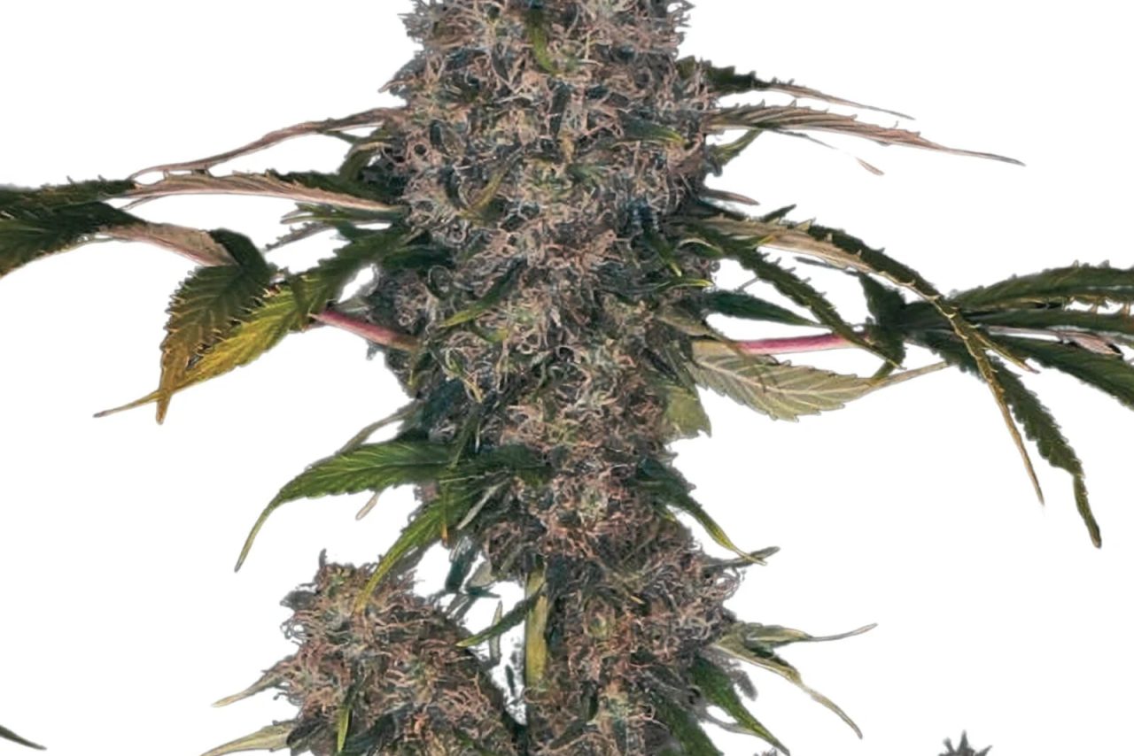 Black Domina XXL Autoflower (19% THC) ?? – Produktabbildung des Herstellers