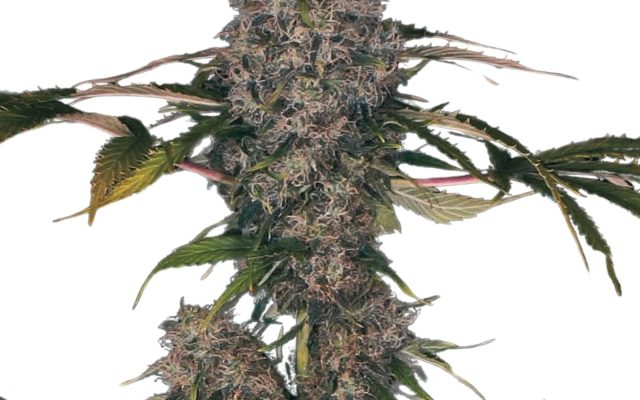 Black Domina XXL Autoflower (19% THC) ?? – Produktabbildung des Herstellers