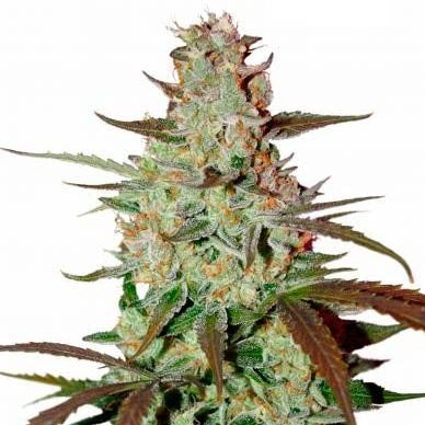 Mazar Extra Seeds (22% THC) ?? – Produktabbildung des Herstellers