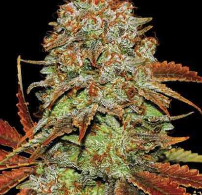 Bubblegum Extra Seeds - Feminisiert (27% THC) ?? – Produktabbildung des Herstellers