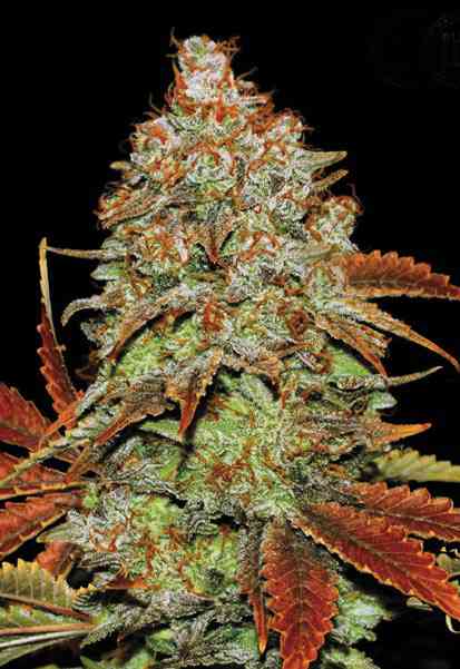 Bubblegum Extra Seeds - Feminisiert (27% THC) ?? – Produktabbildung des Herstellers