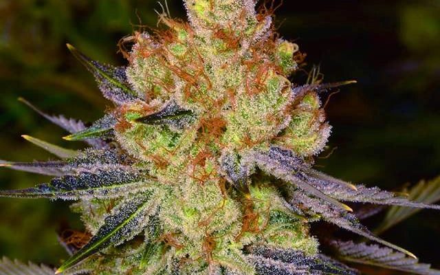 Orange Bud Autoflower Seeds (22% THC) ?? – Produktabbildung des Herstellers