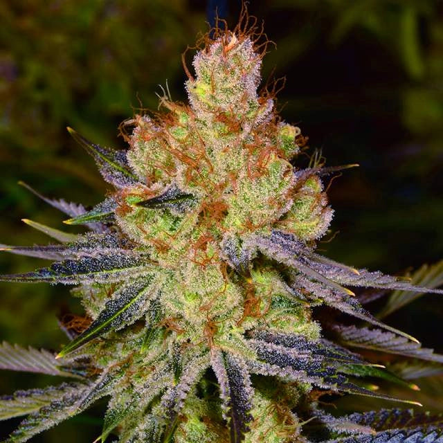 Orange Bud Autoflower Seeds (22% THC) ?? – Produktabbildung des Herstellers