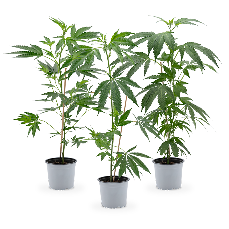Cannabis Stecklinge (groß) 3er-Set – Produktabbildung des Herstellers