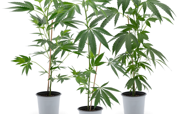 Cannabis Stecklinge (groß) 3er-Set – Produktabbildung des Herstellers