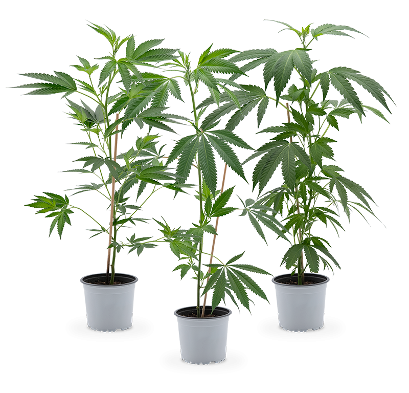 Cannabis Stecklinge (groß) 3er-Set – Produktabbildung des Herstellers