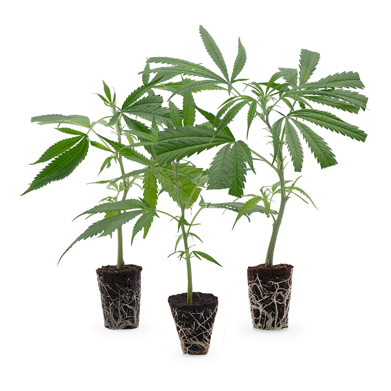 Cannabis-Steckling 3er-Set – Produktabbildung des Herstellers
