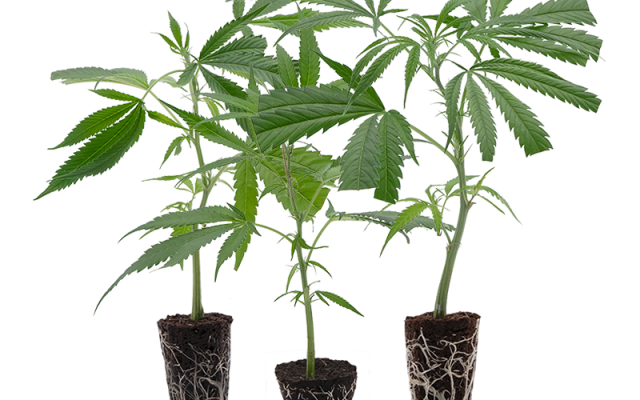 Cannabis-Steckling 3er-Set – Produktabbildung des Herstellers