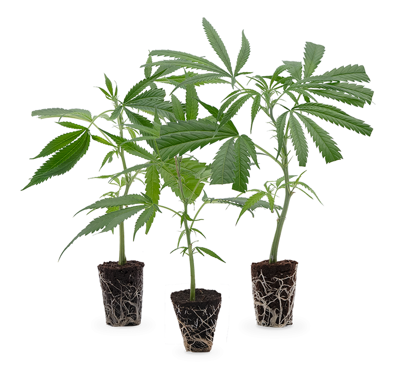 Cannabis-Steckling 3er-Set – Produktabbildung des Herstellers