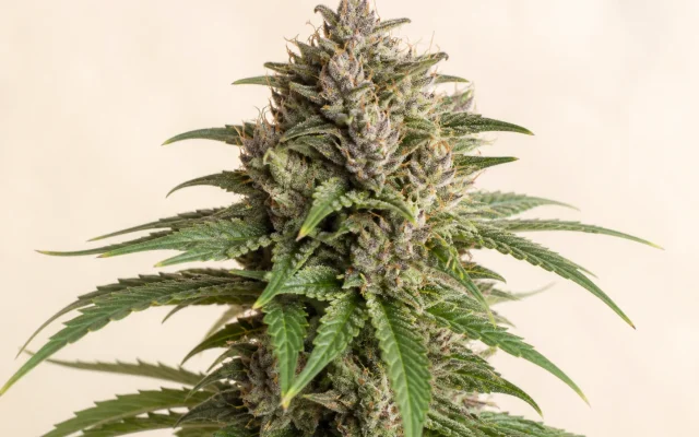 Apple Fritter Automatic – blühende Cannabispflanze, redaktionelle Illustration