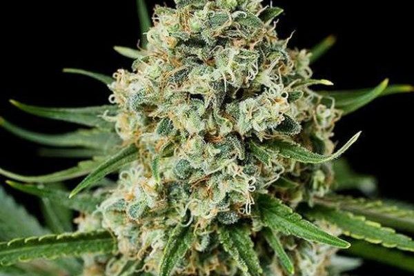 Critical Seeds - Feminisiert (26% THC) – Produktabbildung des Herstellers