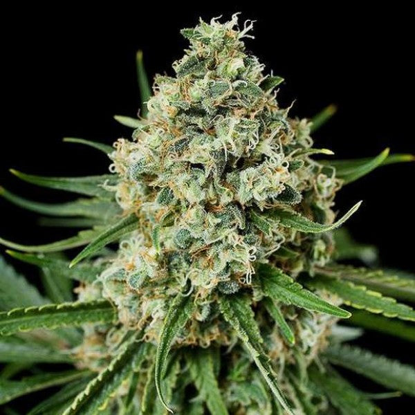 Critical Seeds - Feminisiert (26% THC) – Produktabbildung des Herstellers