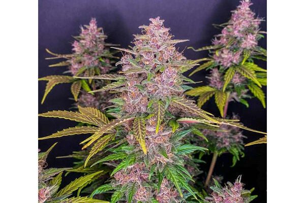 LSD Autoflower (20% THC) ?? – Produktabbildung des Herstellers