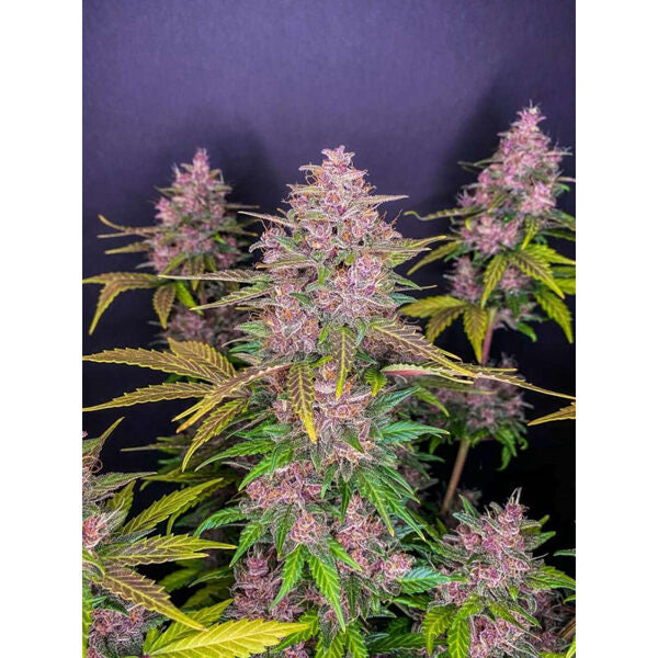 LSD Autoflower (20% THC) ?? – Produktabbildung des Herstellers
