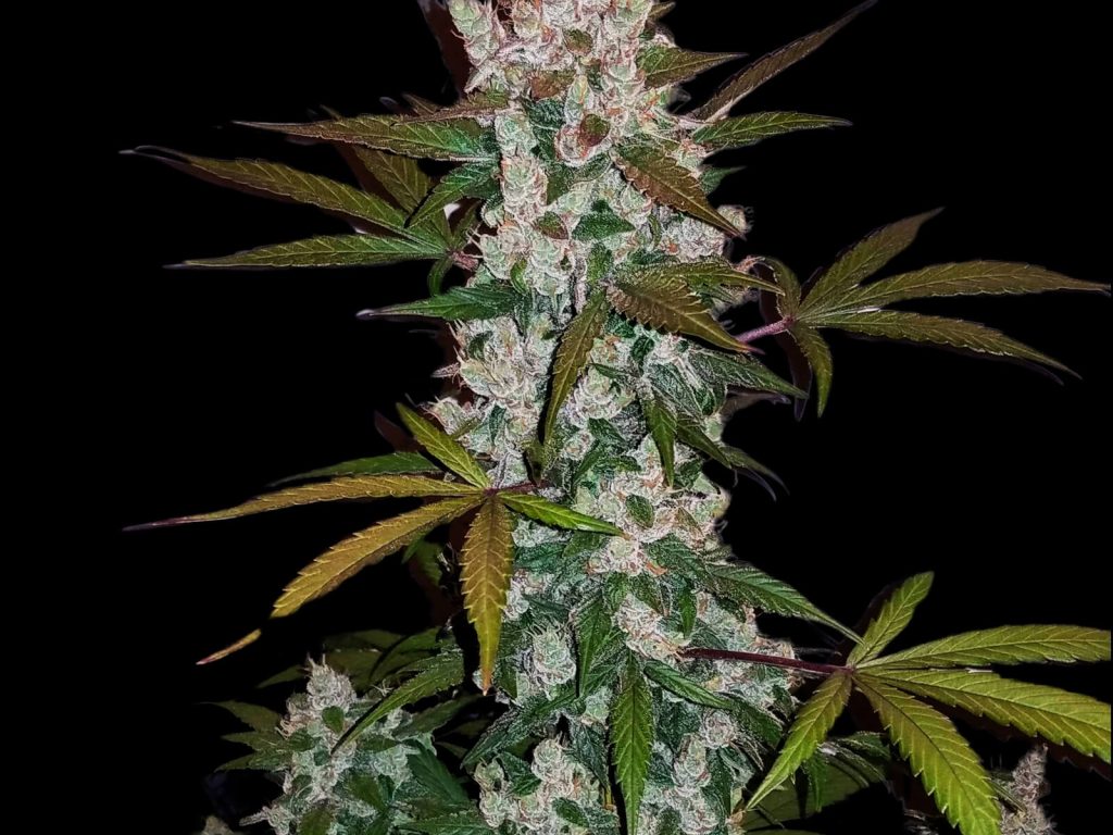 Green Scout Cookies Seeds - Feminisiert (20% THC) ?? – Produktabbildung des Herstellers