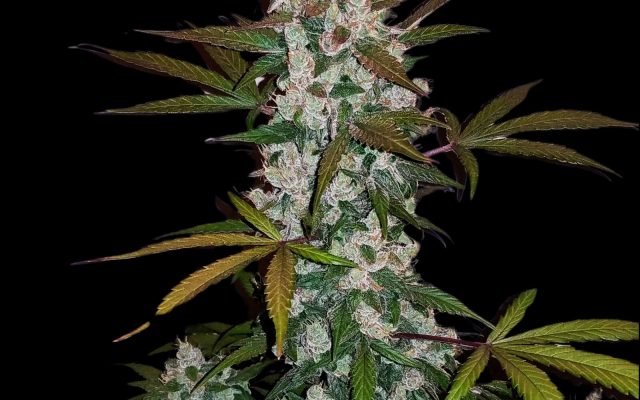 Green Scout Cookies Seeds - Feminisiert (20% THC) ?? – Produktabbildung des Herstellers