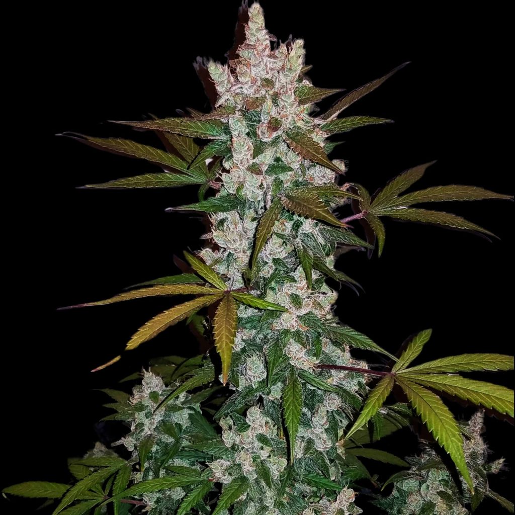 Green Scout Cookies Seeds - Feminisiert (20% THC) ?? – Produktabbildung des Herstellers
