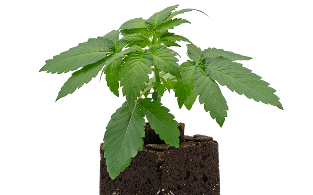 Amnesia Haze Sämling Automatic – Produktabbildung des Herstellers