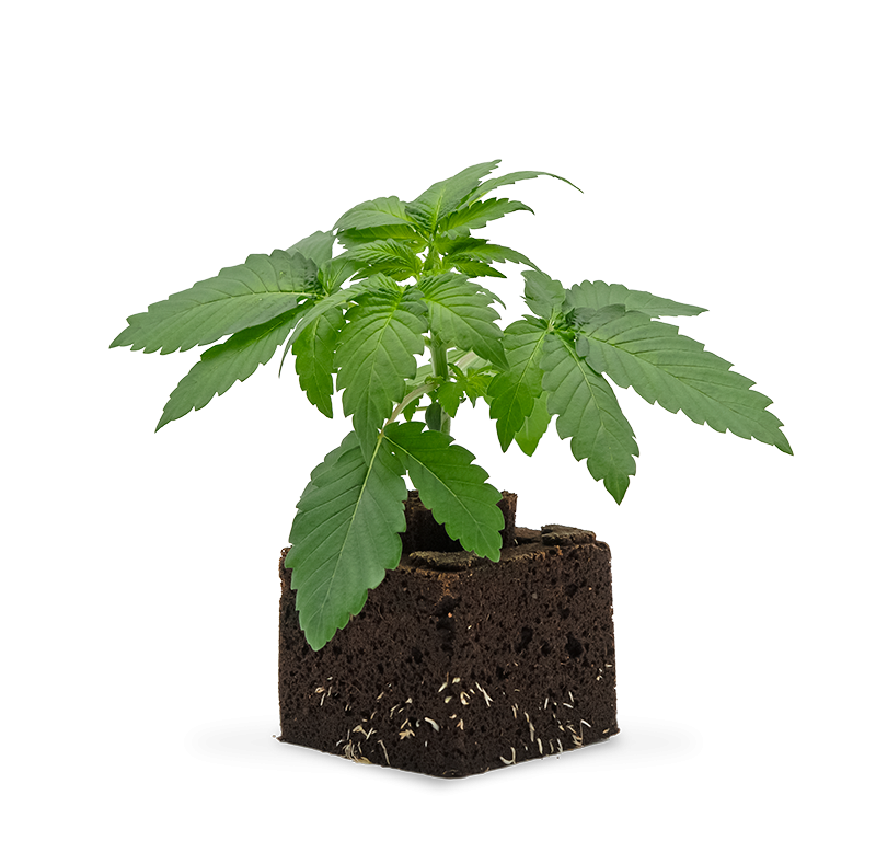 Amnesia Haze Sämling Automatic – Produktabbildung des Herstellers