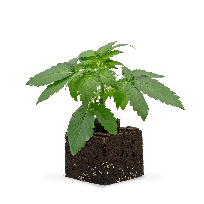 Amnesia Haze Sämling Automatic – Produktabbildung des Herstellers