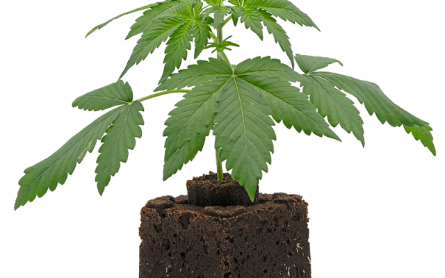 Blueberry Dream Sämling Automatic – Produktabbildung des Herstellers