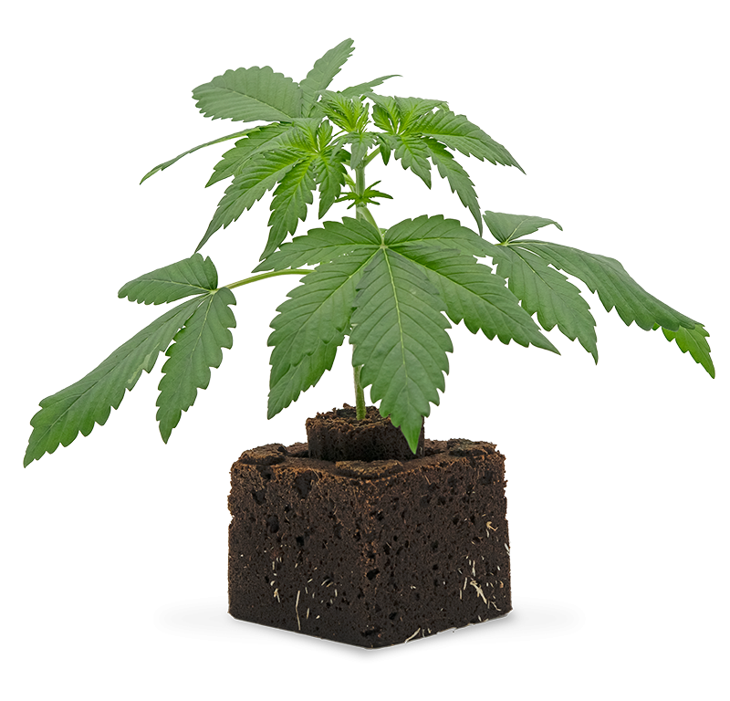Blueberry Dream Sämling Automatic – Produktabbildung des Herstellers