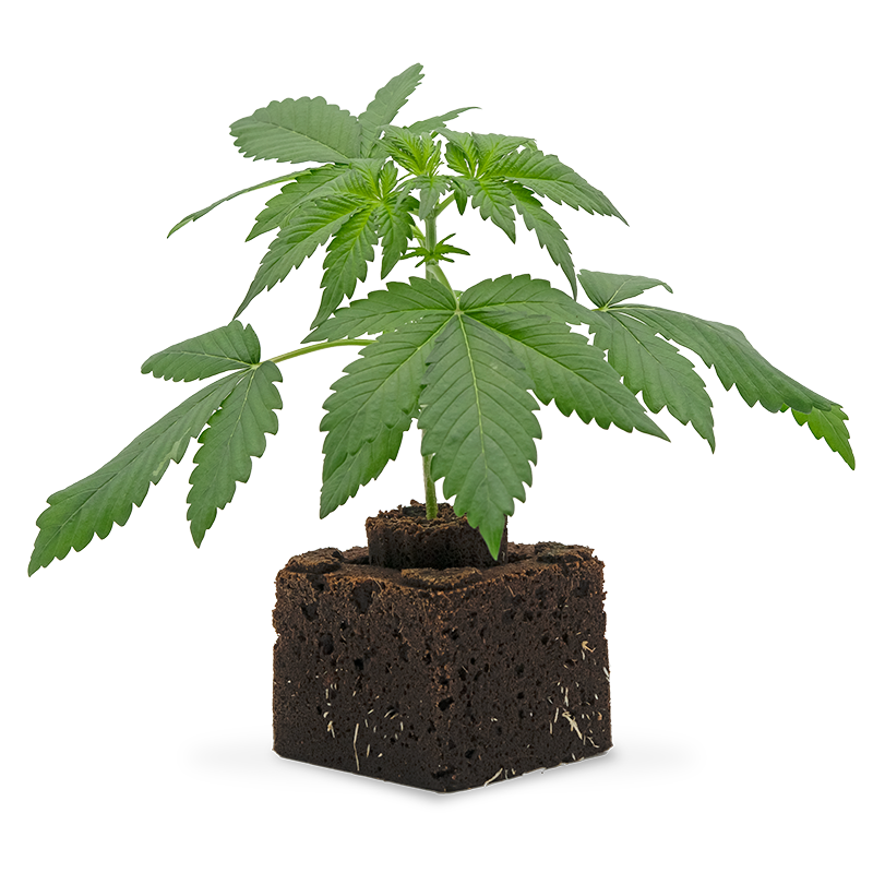 Blueberry Dream Sämling Automatic – Produktabbildung des Herstellers