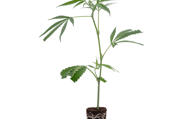 Amnesia Haze – Produktabbildung des Herstellers