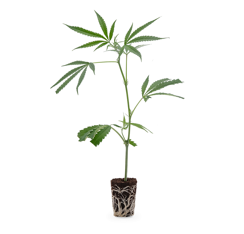 Amnesia Haze – Produktabbildung des Herstellers