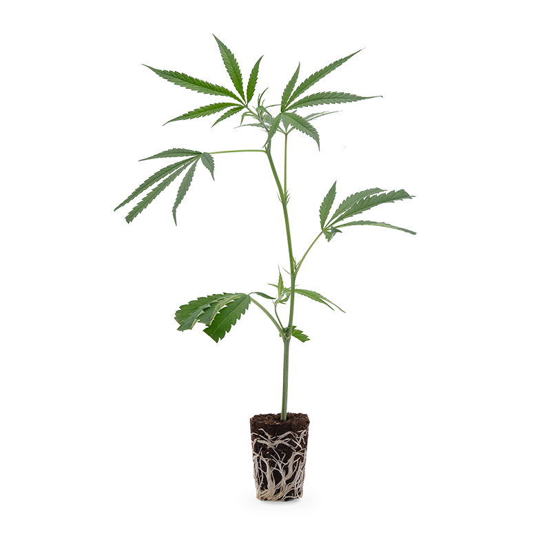 Amnesia Haze – Produktabbildung des Herstellers