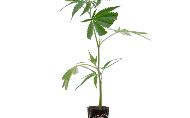 Big Bud – Produktabbildung des Herstellers
